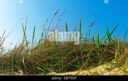 Reed Grass, gemeinsamen Schilf (Phragmites Communis, Phragmites Australis), auf Dünen, Deutschland, Niedersachsen, Langeoog Stockfoto