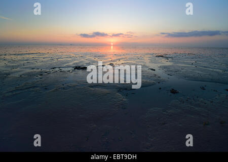 Schlanke Grasswort, Queller, gemeinsame Queller (Salicornia Europaea Agg.), Sonnenuntergang im Wattenmeer bei Ebbe, Deutschland, Sachsen, Ostfriesland, Pilsumer Watt, Dollart senken Stockfoto