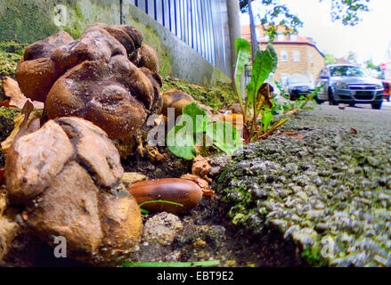 Leopard Earthball (Sklerodermie Areolatum), in einer Straße Grenze, Deutschland Stockfoto