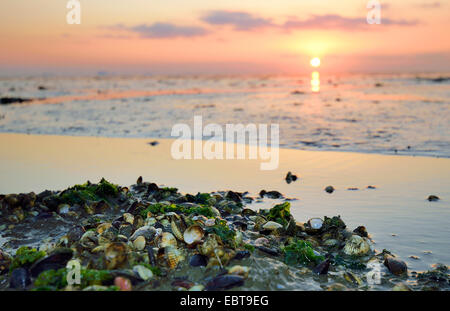 Sonnenuntergang im Wattenmeer, Deutschland, Niedersachsen, Ostfriesland, Pilsumer Watt Stockfoto