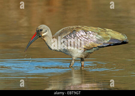 Hadeda Ibis (Bostrychia Hagedash, Hagedashia Hagedash), stehen im flachen Wasser, Südafrika, Krüger Nationalpark Stockfoto