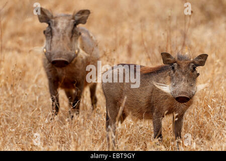 gemeinsamen Warzenschwein, Savanne Warzenschwein (Phacochoerus Africanus), zwei Warzenschweine in trockenen Savanne, Südafrika, Krüger Nationalpark Stockfoto