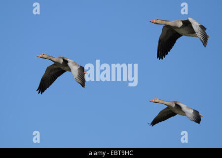 Graugans (Anser Anser), drei Gänse am Himmel, Deutschland, Bayern, Franken, Franken Stockfoto