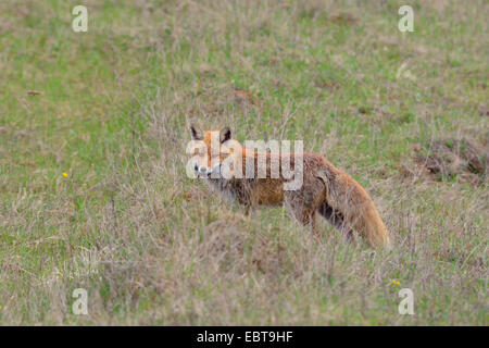 Rotfuchs (Vulpes Vulpes), mit einer Maus in seinen Mund, Deutschland, Bayern Stockfoto