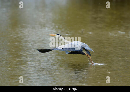 Graureiher (Ardea Cinerea), ausgehend von einem See, Deutschland Stockfoto