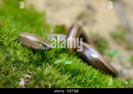 Europäische Blindschleiche, Blindworm Blindschleiche (geschiedenen Fragilis), kriechend auf Moos, Deutschland Stockfoto