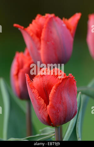 gemeinsamer Garten Tulpe (Tulipa spec.), rote Tulpen Stockfoto