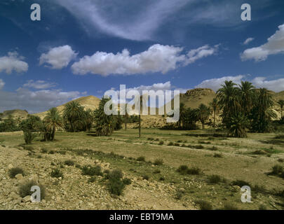 Oase mit Palmen vor Atlas-Gebirge, Tunesien Stockfoto
