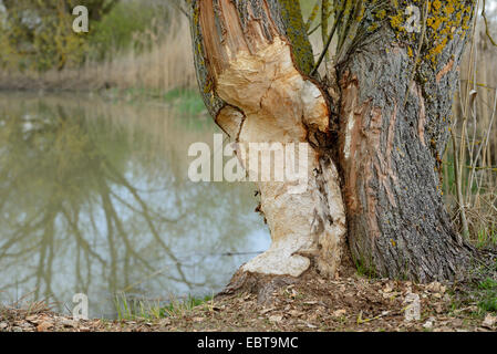 Eurasische Biber, europäische Biber (Castor Fiber), Spuren am Stamm des Baumes an einem Flussufer, Deutschland, Bayern, Altmuehlsee Stockfoto