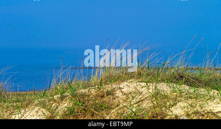 Strand von europäischen Strandhafer, Dünengebieten Grass, Grass, Psamma, Meer Sand-Reed (Ammophila Arenaria), auf der Düne, Deutschland, Niedersachsen, Langeoog Stockfoto