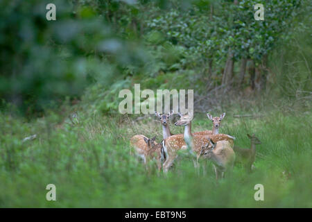 Damhirsch (Dama Dama, Cervus Dama), Hirschkühe mit Kälbern stehen auf einer Lichtung, Deutschland, Schleswig-Holstein Stockfoto