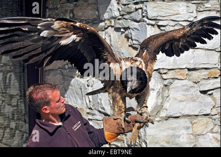 Bartgeier; Gipetto; Bartgeier (sollten Barbatus), Falkner mit einem einjährigen Vogel auf dem Arm, Frankreich Stockfoto