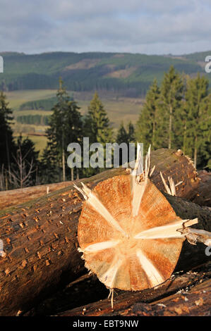 Gemeine Fichte (Picea Abies), meldet sich an einem bewaldeten Hügel, Deutschland, Nordrhein-Westfalen, Sauerland Stockfoto