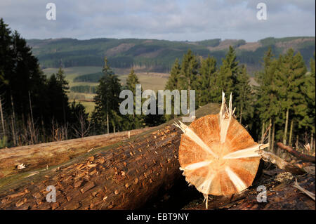 Gemeine Fichte (Picea Abies), meldet sich an einem bewaldeten Hügel, Deutschland, Nordrhein-Westfalen, Sauerland Stockfoto