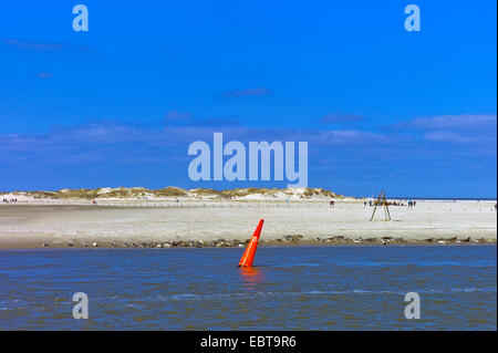 Harbor Seal, Seehunde (Phoca Vitulina), Blick vom Meer auf die Insel Norderney mit Robbenkolonie am Strand, Deutschland, Niedersachsen, Norderney Stockfoto