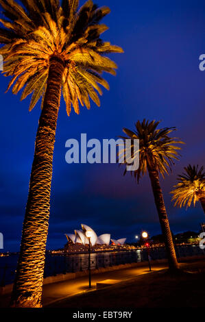 Oper von Sydney bei Nacht beleuchteten Palmen, Australien, New South Wales, Sydney Stockfoto