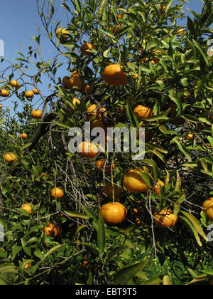 Mandarine, Mandarine (Citrus Reticulata), Mandarinen auf einem Baum, Spanien, Balearen, Mallorca Stockfoto