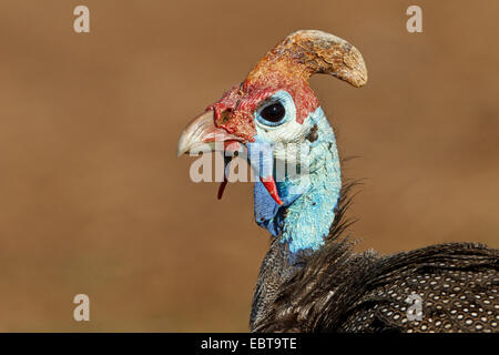 behelmte Perlhühner (Numida Meleagris), Porträt, Südafrika, Krüger Nationalpark Stockfoto