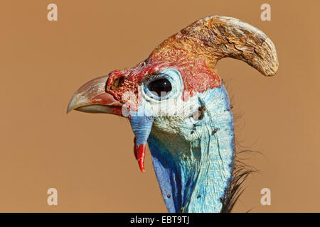 behelmte Perlhühner (Numida Meleagris), Porträt, Südafrika, Krüger Nationalpark Stockfoto