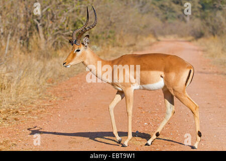 Impala (Aepyceros Melampus), überqueren eine Straße, Südafrika, Krüger-Nationalpark Stockfoto