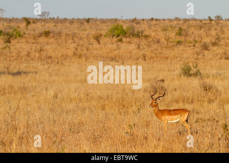 Impala (Aepyceros Melampus), männliche in Savanne, Südafrika, Krüger Nationalpark Stockfoto