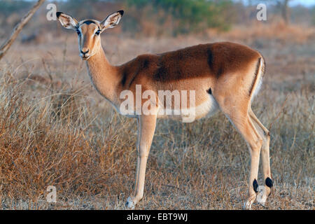 Impala (Aepyceros Melampus), Weiblich, stehend in Savanne, Südafrika, Krüger Nationalpark Stockfoto