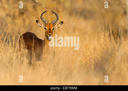 Impala (Aepyceros Melampus), männliche in Savanne, Südafrika, Krüger Nationalpark Stockfoto