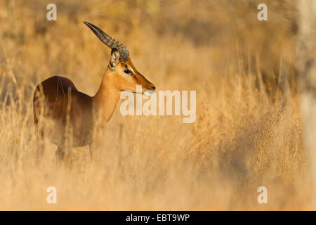 Impala (Aepyceros Melampus), männliche in Savanne, Südafrika, Krüger Nationalpark Stockfoto