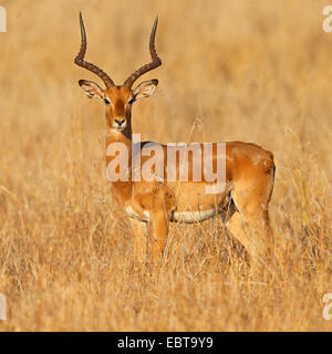 Impala (Aepyceros Melampus), männliche in Savanne, Südafrika, Krüger Nationalpark Stockfoto