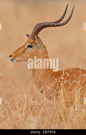 Impala (Aepyceros Melampus), buck im trockenen Grasland, Südafrika, Krüger Nationalpark Stockfoto