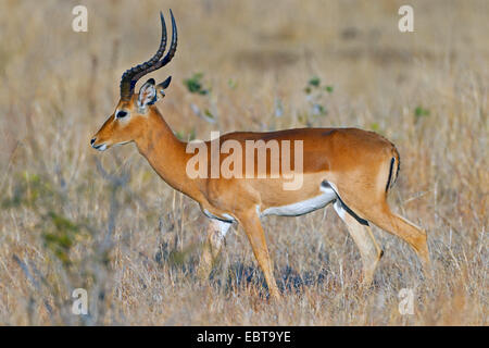 Impala (Aepyceros Melampus), in der Savanne, Südafrika, Krüger Nationalpark Stockfoto