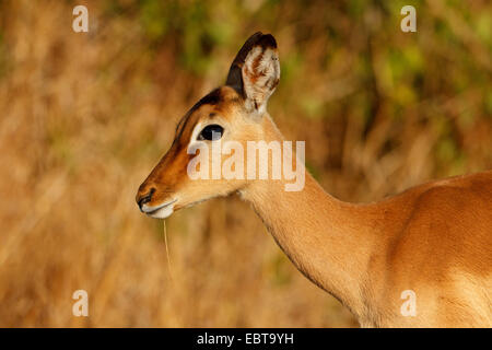 Impala (Aepyceros Melampus), Weiblich, Porträt, Südafrika, Krüger Nationalpark Stockfoto