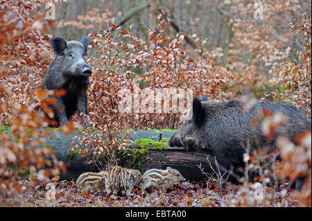 Wildschwein, Schwein, Wildschwein (Sus Scrofa), wilde Sauen mit Shoats im herbstlichen Wald, Deutschland, Nordrhein-Westfalen Stockfoto