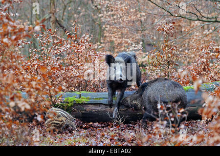 Wildschwein, Schwein, Wildschwein (Sus Scrofa), wilde Sauen mit Shoats, Deutschland, Nordrhein-Westfalen Stockfoto