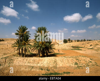 Dattelpalme (Phoenix Dactylifera), Oase mit Dattelpalmen, Tunesien, Atlasgebirge Stockfoto