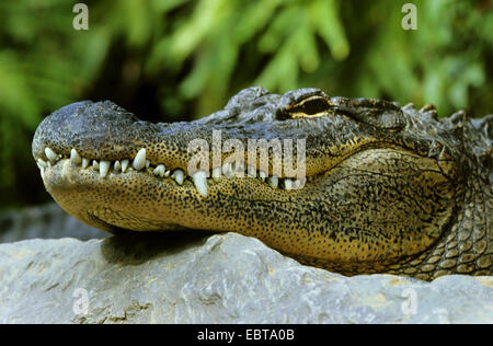 Amerikanischer Alligator (Alligator Mississippiensis), seitliche Porträt, liegend auf einem felsigen Ufer Stockfoto