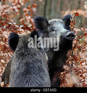 Schwein, Wildschwein, Wildschweine (Sus Scrofa), zwei Wildschweine im herbstlichen Wald, Deutschland, Nordrhein-Westfalen Stockfoto