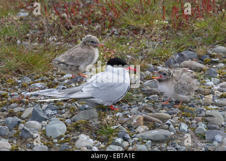 Küstenseeschwalbe (Sterna Paradisaea), Fütterung Quietscher, Island Stockfoto