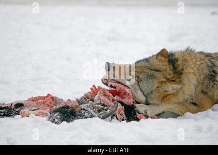 Europäische graue Wolf (Canis Lupus Lupus), Fütterung Beute im Schnee, Deutschland Stockfoto