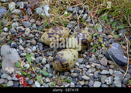 Küstenseeschwalbe (Sterna Paradisaea), Kupplung von Eiern, Island Stockfoto