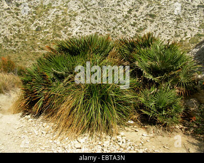 Mediterrane Fächerpalme (Chamaerops humilis), in Garigue, Spanien, Balearen, Mallorca Stockfoto