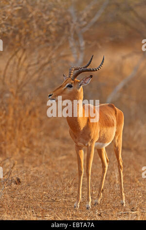 Impala (Aepyceros Melampus), buck am Abend Licht, Südafrika, Krüger Nationalpark Stockfoto