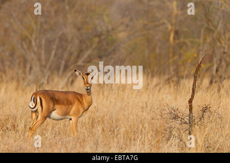 Impala (Aepyceros Melampus), weiblich in Savanne kauen, Südafrika, Krüger Nationalpark Stockfoto