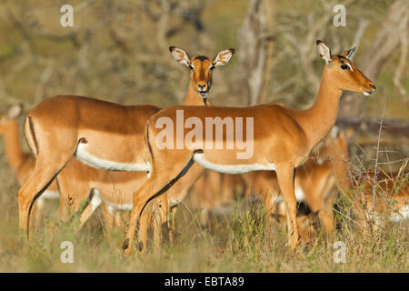 Impala (Aepyceros Melampus), Weibchen in Savanne, Südafrika, Hluhluwe-Umfolozi Nationalpark Stockfoto