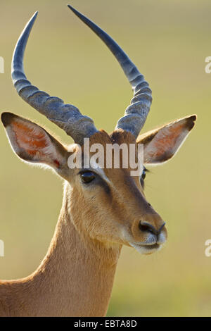 Impala (Aepyceros Melampus), Männlich, Porträt, Südafrika, Krüger Nationalpark Stockfoto