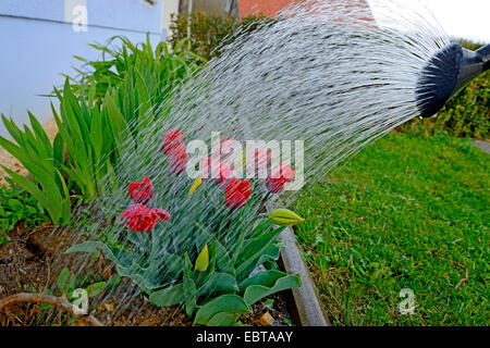 gemeinsamer Garten-Tulpe (Tulipa Gesneriana), Tulpen im Garten sind Wateres Stockfoto