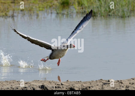 Graugans (Anser Anser) ab, Deutschland, Bayern, Franken, Franken Stockfoto