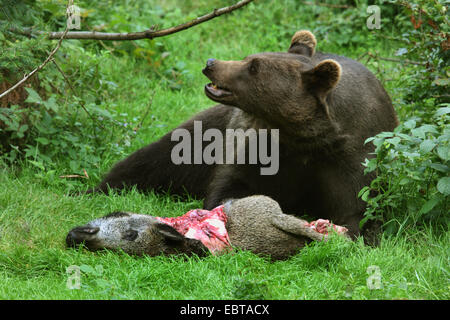 Braunbär (Ursus Arctos), an einer Lichtung mit einem Wildschwein gejagt Stockfoto