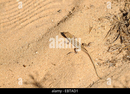 Schreibers Fringe-fingered Lizard (Acanthodactylus Schreiberi Schreberi), sitzt im Sand der Dünen, Zypern Stockfoto