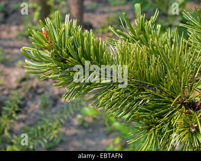 große Bassin Bristlecone Kiefer (Pinus Longaeva, Pinus Aristata F. Longaeva), Zweigstelle Stockfoto